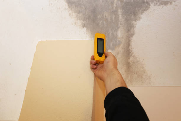 Best Dehumidification Services  in Verde Village, AZ