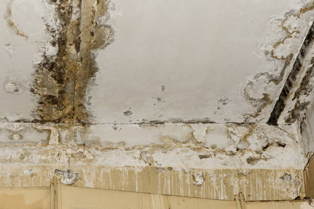  Verde Village, AZ Mold Removal Pros