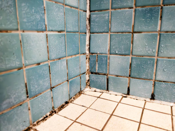 Best Forensic Mold Investigation  in Verde Village, AZ