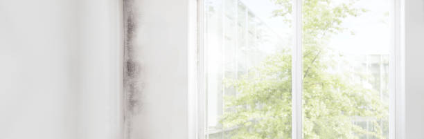 Best Biohazard Mold Removal  in Verde Village, AZ