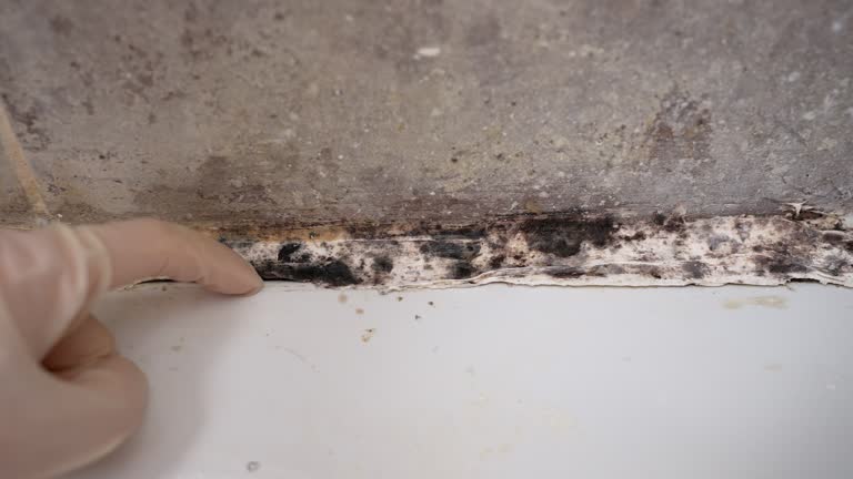 Best Air Quality Testing for Mold Spores  in Verde Village, AZ